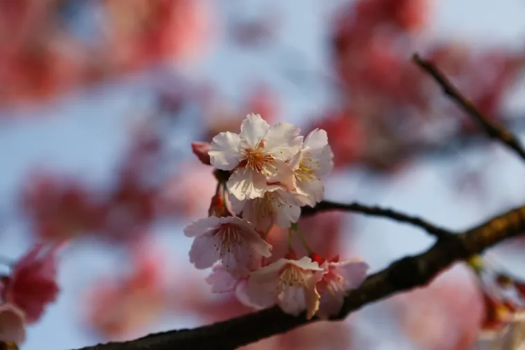 Može&scaron; li prepoznati cvijeće ovog voća? Neka pitanja mogla bi zbuniti i najveće botaničare