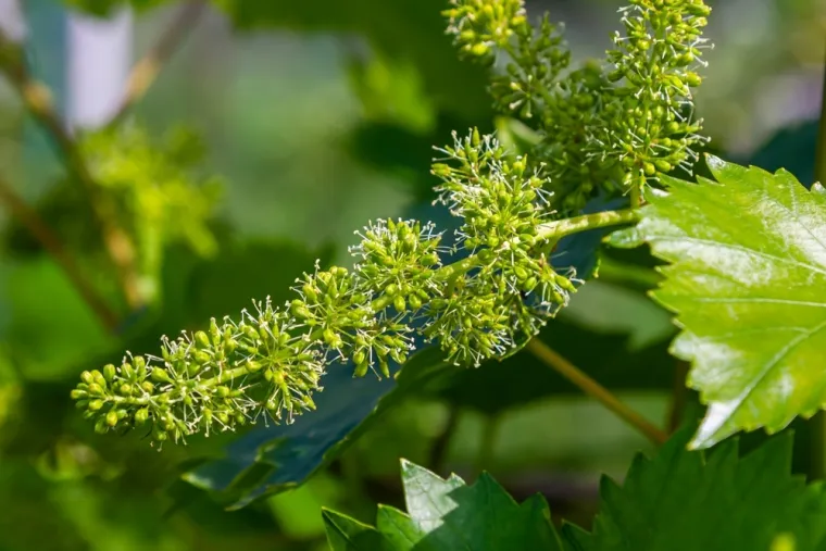 Može&scaron; li prepoznati cvijeće ovog voća? Neka pitanja mogla bi zbuniti i najveće botaničare
