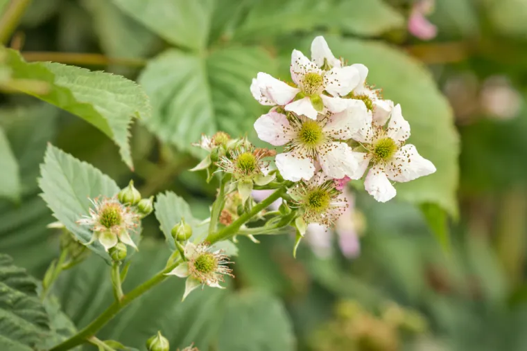Može&scaron; li prepoznati cvijeće ovog voća? Neka pitanja mogla bi zbuniti i najveće botaničare