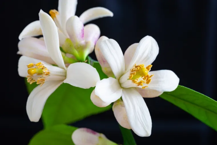 Može&scaron; li prepoznati cvijeće ovog voća? Neka pitanja mogla bi zbuniti i najveće botaničare