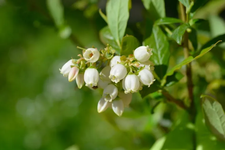 Može&scaron; li prepoznati cvijeće ovog voća? Neka pitanja mogla bi zbuniti i najveće botaničare