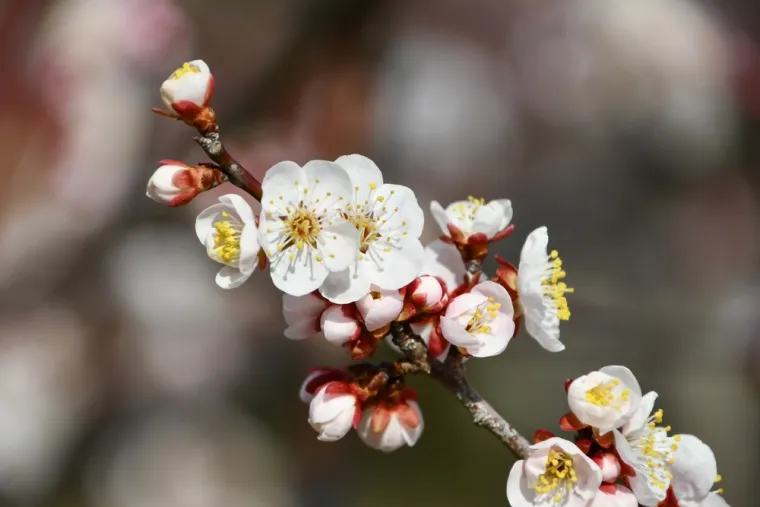 Može&scaron; li prepoznati cvijeće ovog voća? Neka pitanja mogla bi zbuniti i najveće botaničare