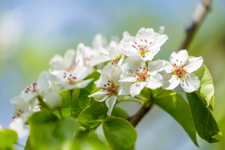 Može&scaron; li prepoznati cvijeće ovog voća? Neka pitanja mogla bi zbuniti i najveće botaničare