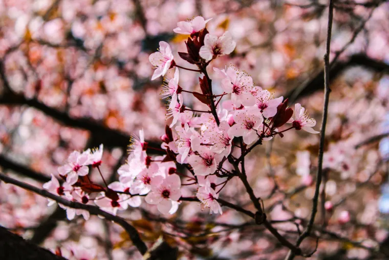 Može&scaron; li prepoznati cvijeće ovog voća? Neka pitanja mogla bi zbuniti i najveće botaničare