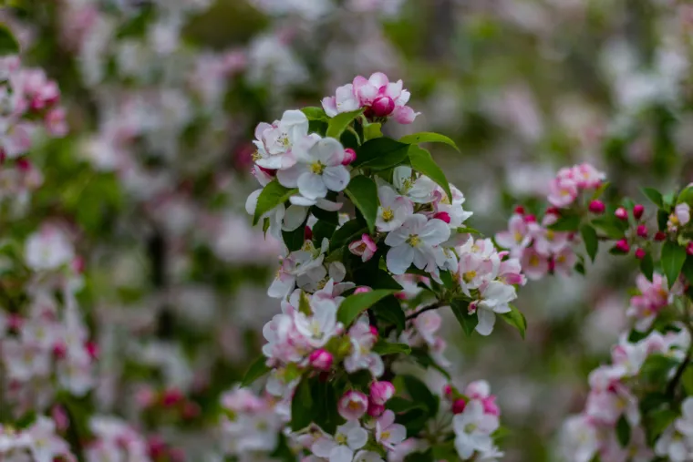 Može&scaron; li prepoznati cvijeće ovog voća? Neka pitanja mogla bi zbuniti i najveće botaničare