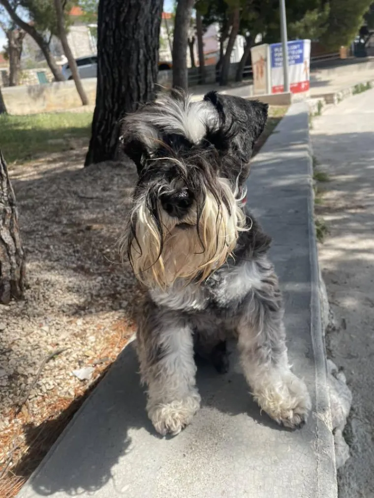 Mudri najbolji prijatelj: Va&scaron;i patuljasti &scaron;nauceri malo koga neće razveseliti