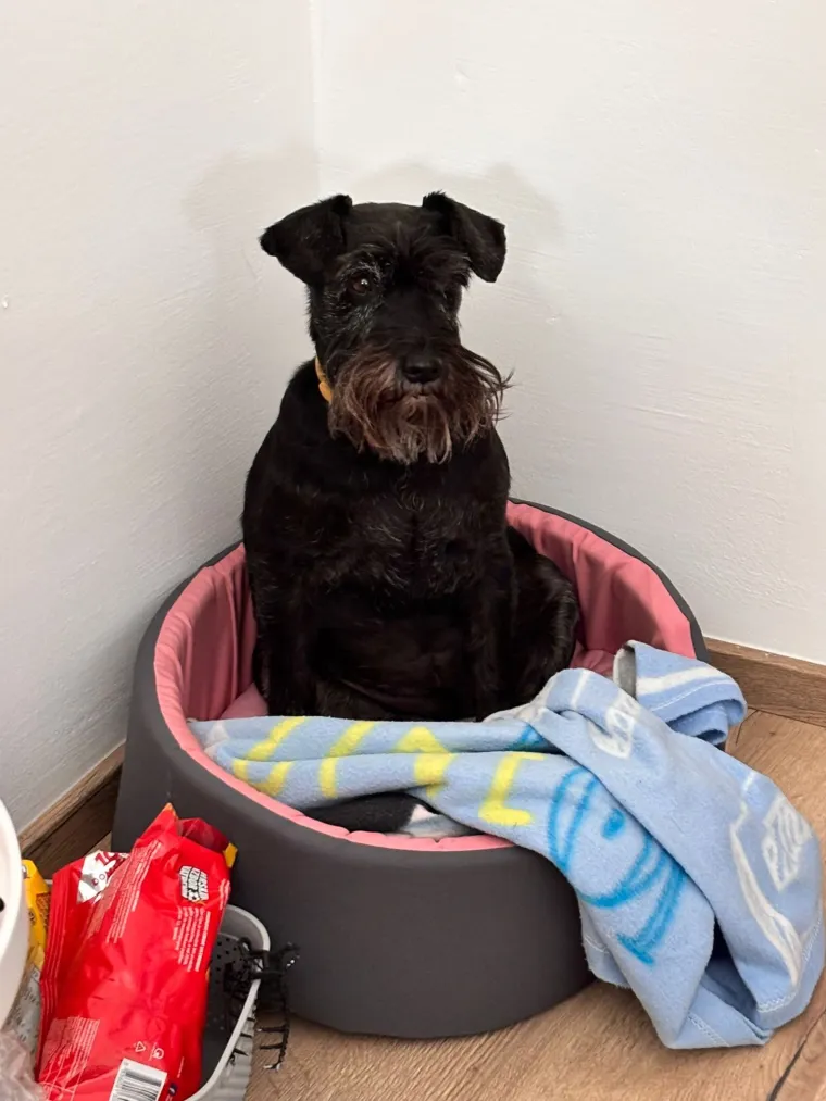 Mudri najbolji prijatelj: Va&scaron;i patuljasti &scaron;nauceri malo koga neće razveseliti