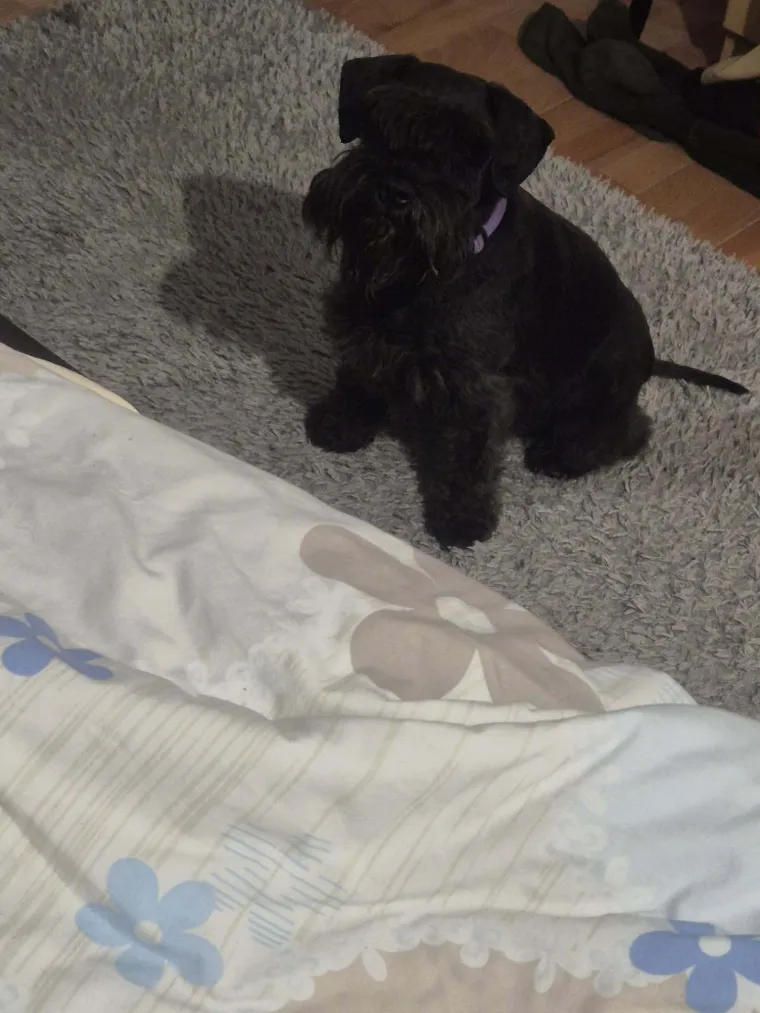 Mudri najbolji prijatelj: Va&scaron;i patuljasti &scaron;nauceri malo koga neće razveseliti