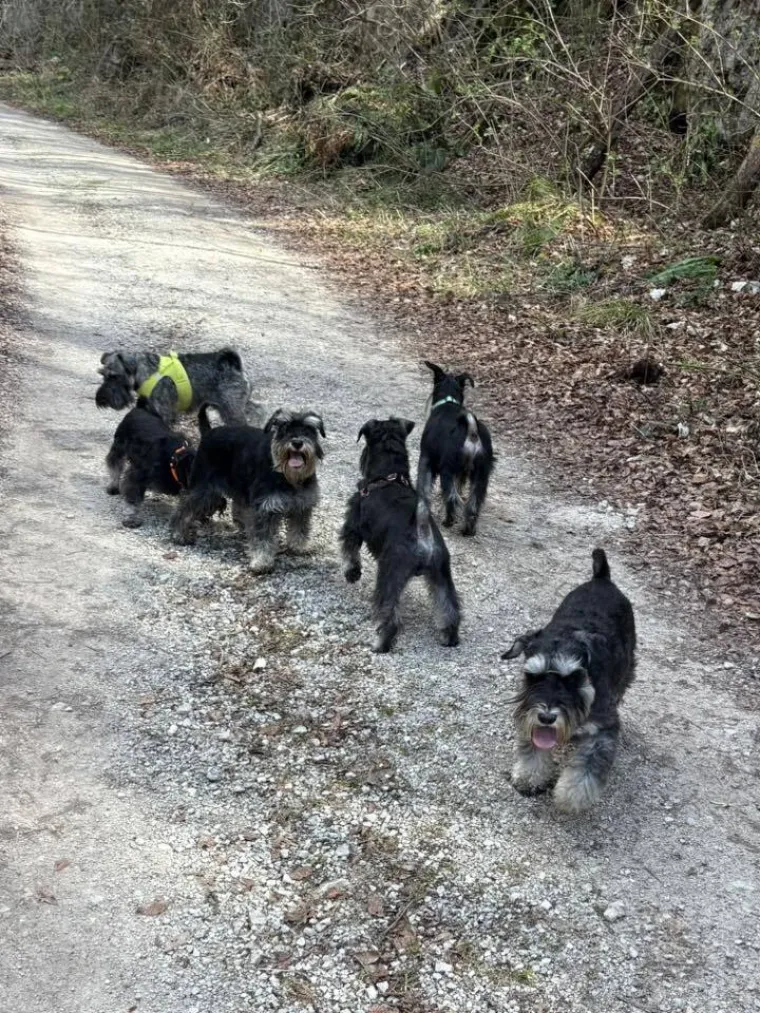 Mudri najbolji prijatelj: Va&scaron;i patuljasti &scaron;nauceri malo koga neće razveseliti