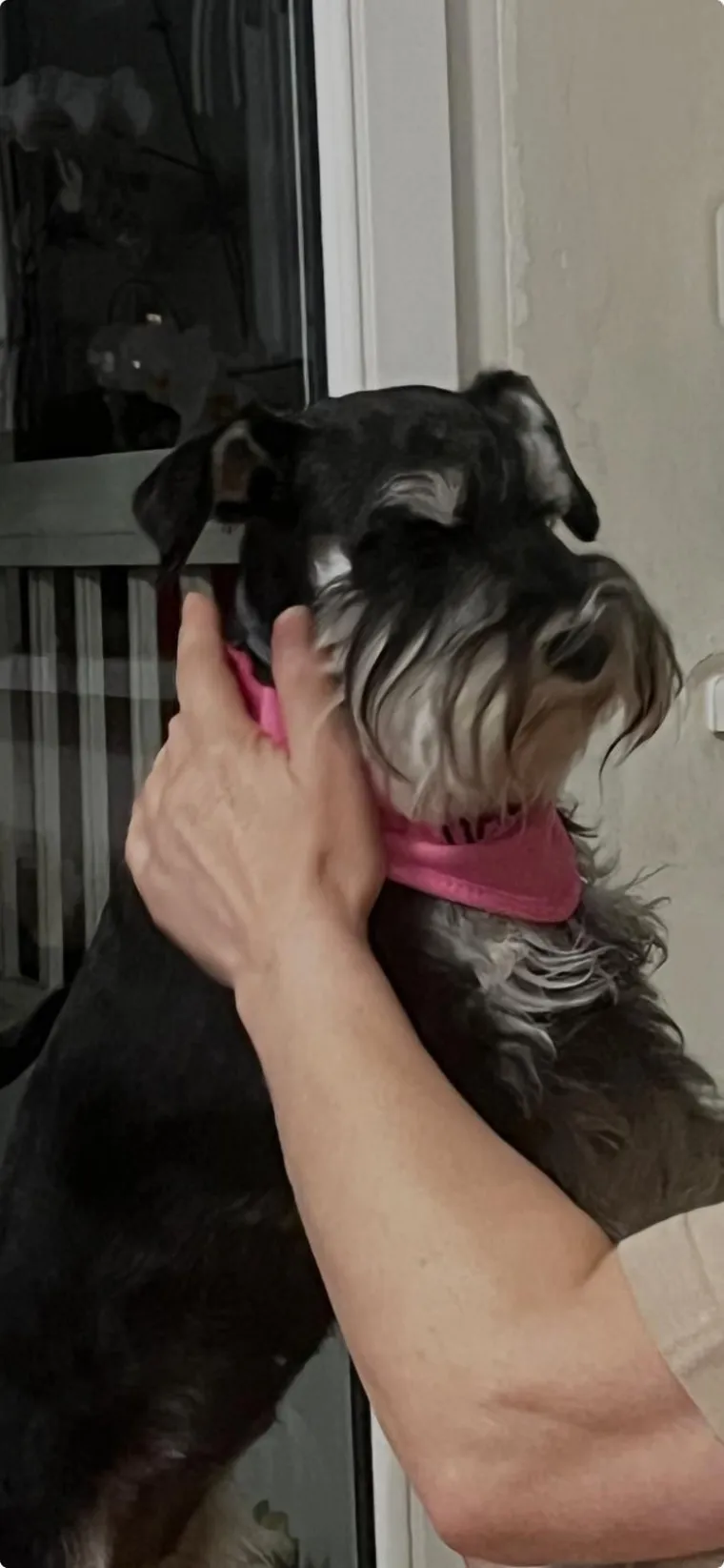 Mudri najbolji prijatelj: Va&scaron;i patuljasti &scaron;nauceri malo koga neće razveseliti