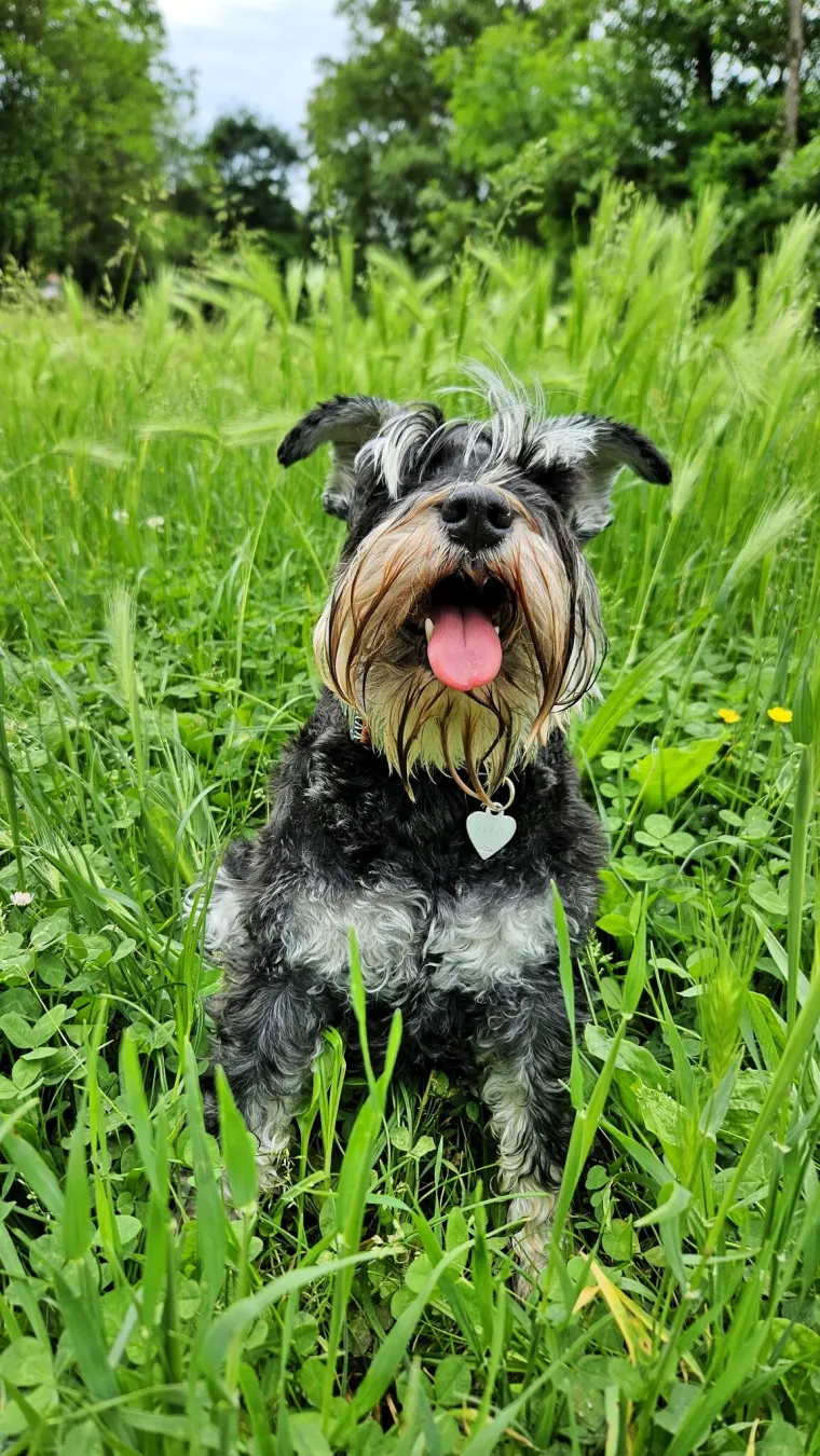 Mudri najbolji prijatelj: Va&scaron;i patuljasti &scaron;nauceri malo koga neće razveseliti