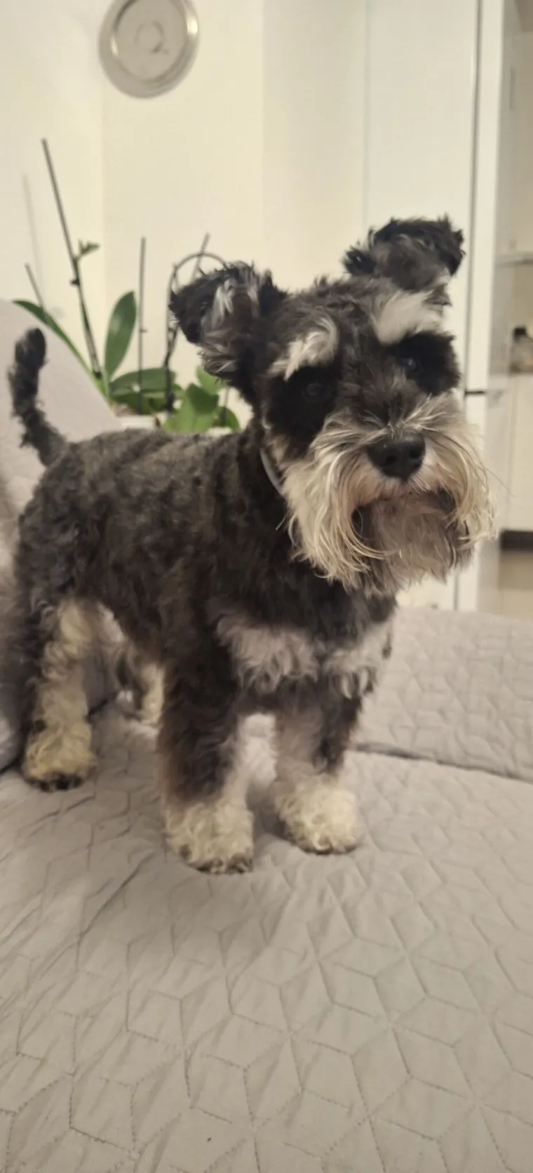 Mudri najbolji prijatelj: Va&scaron;i patuljasti &scaron;nauceri malo koga neće razveseliti