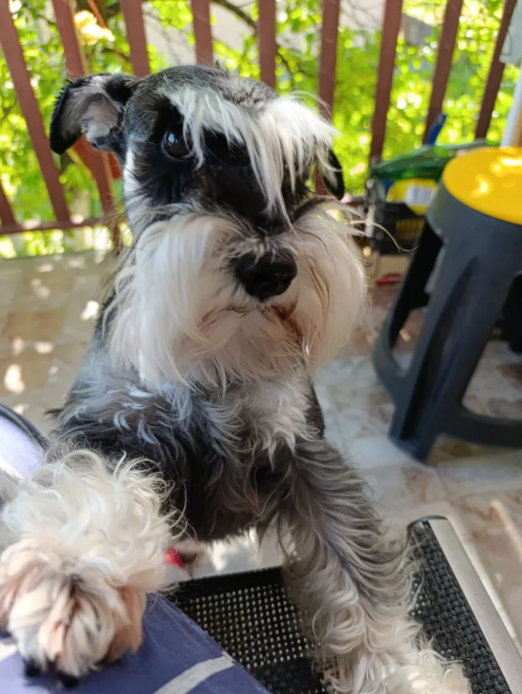 Mudri najbolji prijatelj: Va&scaron;i patuljasti &scaron;nauceri malo koga neće razveseliti