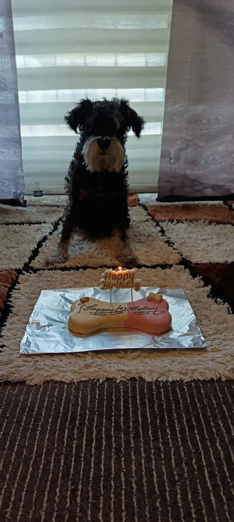 Mudri najbolji prijatelj: Va&scaron;i patuljasti &scaron;nauceri malo koga neće razveseliti