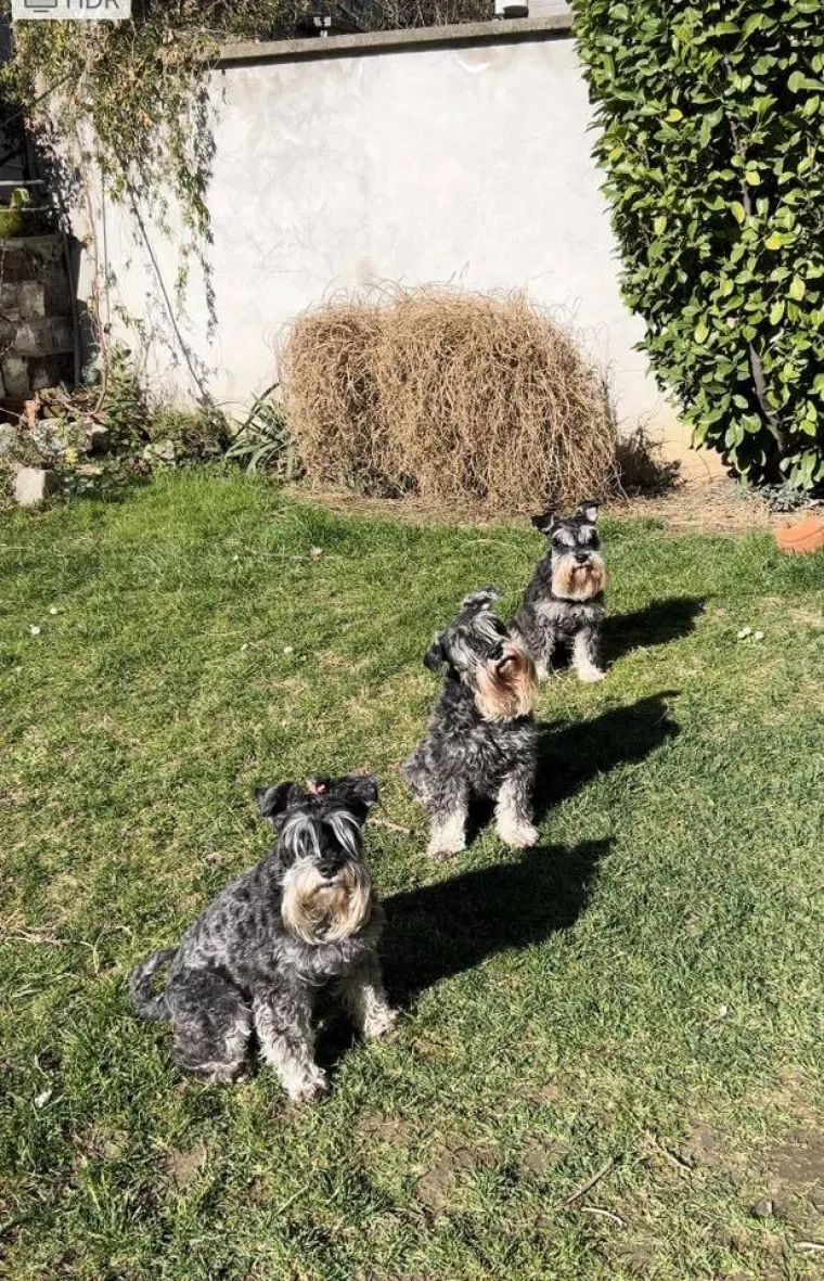 Mudri najbolji prijatelj: Va&scaron;i patuljasti &scaron;nauceri malo koga neće razveseliti