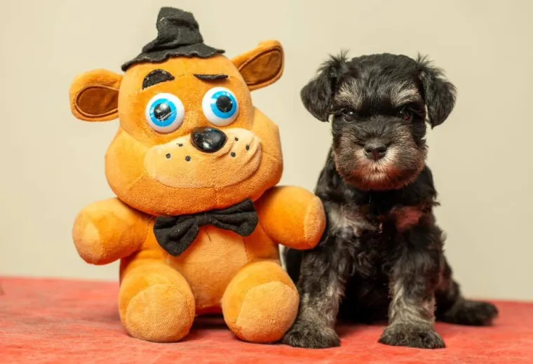 Mudri najbolji prijatelj: Va&scaron;i patuljasti &scaron;nauceri malo koga neće razveseliti