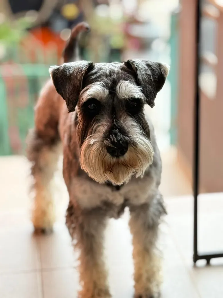 Mudri najbolji prijatelj: Va&scaron;i patuljasti &scaron;nauceri malo koga neće razveseliti
