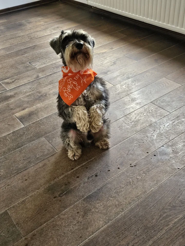 Mudri najbolji prijatelj: Va&scaron;i patuljasti &scaron;nauceri malo koga neće razveseliti