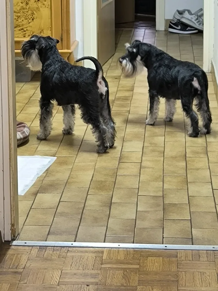 Mudri najbolji prijatelj: Va&scaron;i patuljasti &scaron;nauceri malo koga neće razveseliti