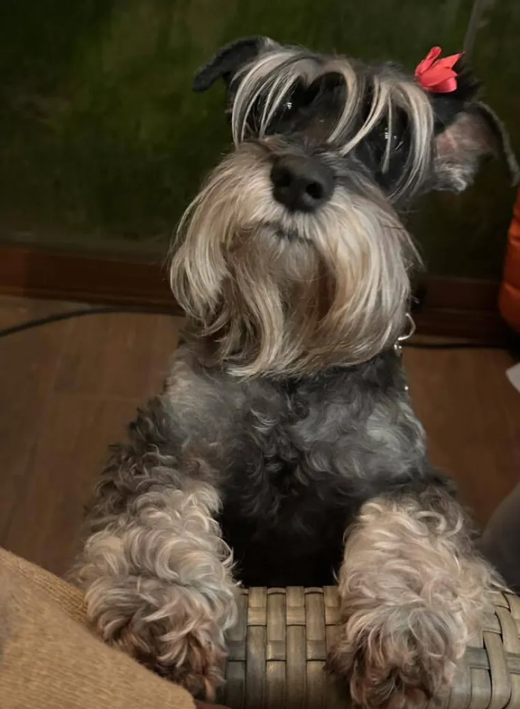 Mudri najbolji prijatelj: Va&scaron;i patuljasti &scaron;nauceri malo koga neće razveseliti