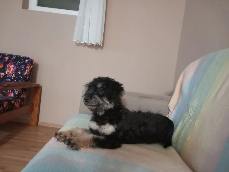 Mudri najbolji prijatelj: Va&scaron;i patuljasti &scaron;nauceri malo koga neće razveseliti