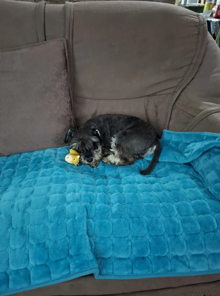 Mudri najbolji prijatelj: Va&scaron;i patuljasti &scaron;nauceri malo koga neće razveseliti