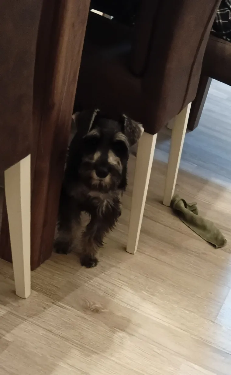 Mudri najbolji prijatelj: Va&scaron;i patuljasti &scaron;nauceri malo koga neće razveseliti