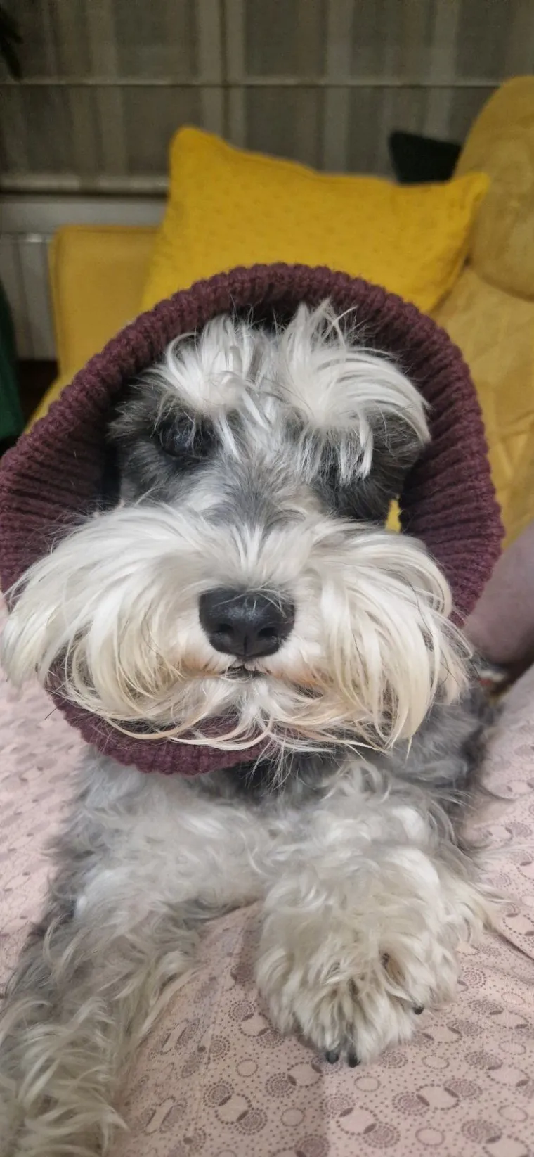 Mudri najbolji prijatelj: Va&scaron;i patuljasti &scaron;nauceri malo koga neće razveseliti