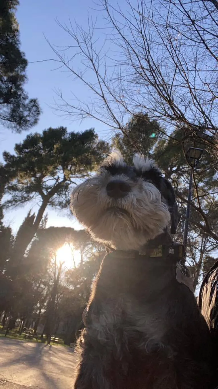 Mudri najbolji prijatelj: Va&scaron;i patuljasti &scaron;nauceri malo koga neće razveseliti