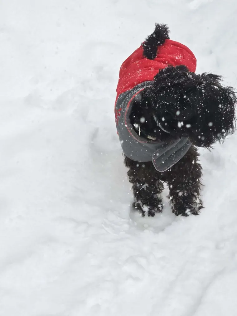 Mudri najbolji prijatelj: Va&scaron;i patuljasti &scaron;nauceri malo koga neće razveseliti