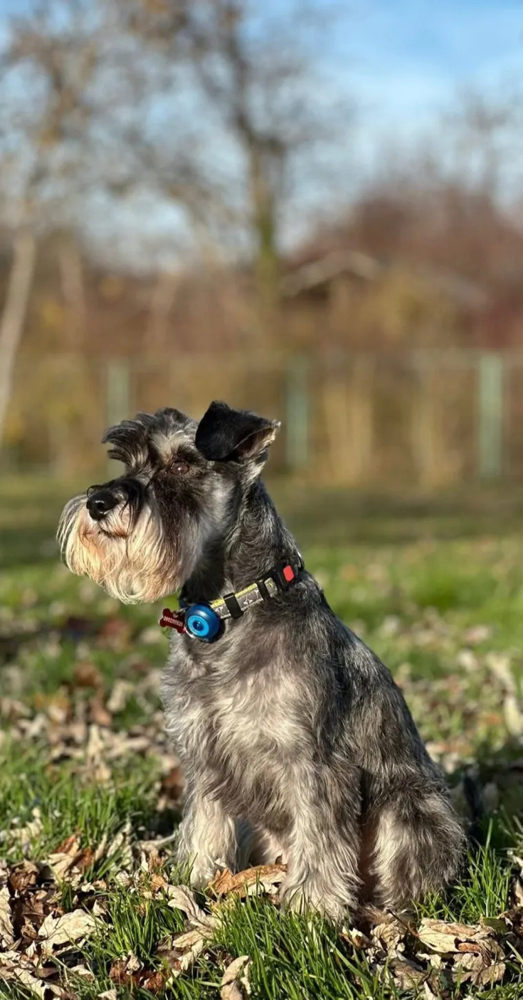 Mudri najbolji prijatelj: Va&scaron;i patuljasti &scaron;nauceri malo koga neće razveseliti