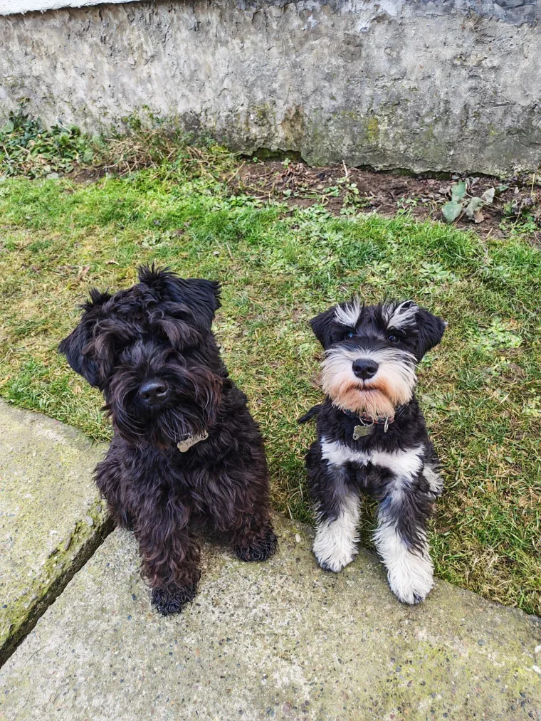 Mudri najbolji prijatelj: Va&scaron;i patuljasti &scaron;nauceri malo koga neće razveseliti