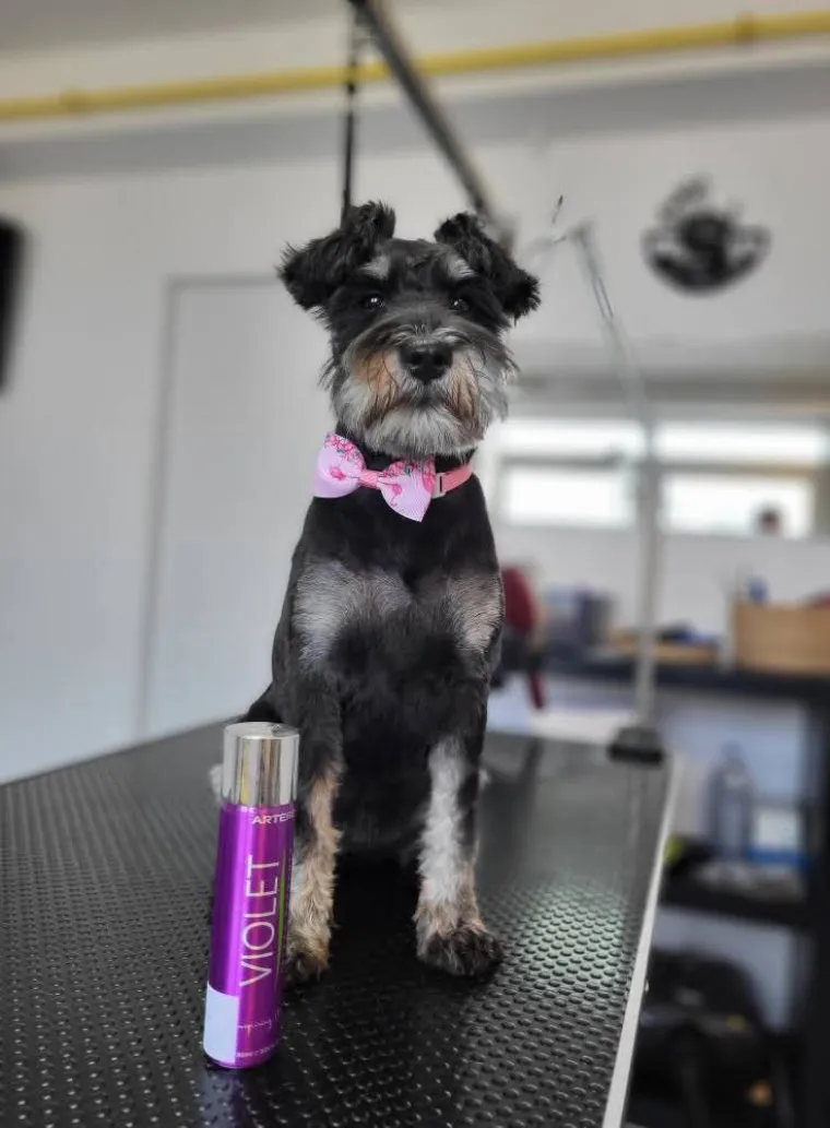 Mudri najbolji prijatelj: Va&scaron;i patuljasti &scaron;nauceri malo koga neće razveseliti