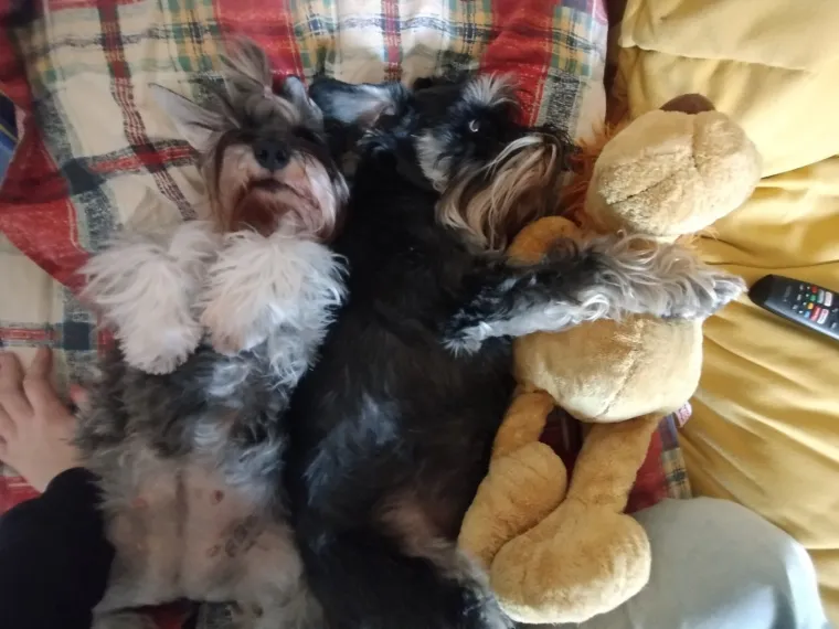 Mudri najbolji prijatelj: Va&scaron;i patuljasti &scaron;nauceri malo koga neće razveseliti