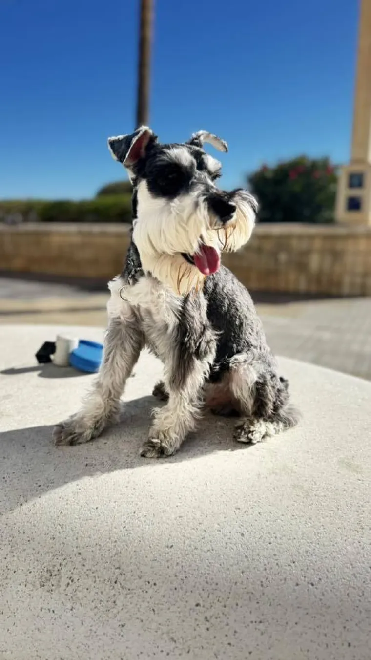 Mudri najbolji prijatelj: Va&scaron;i patuljasti &scaron;nauceri malo koga neće razveseliti