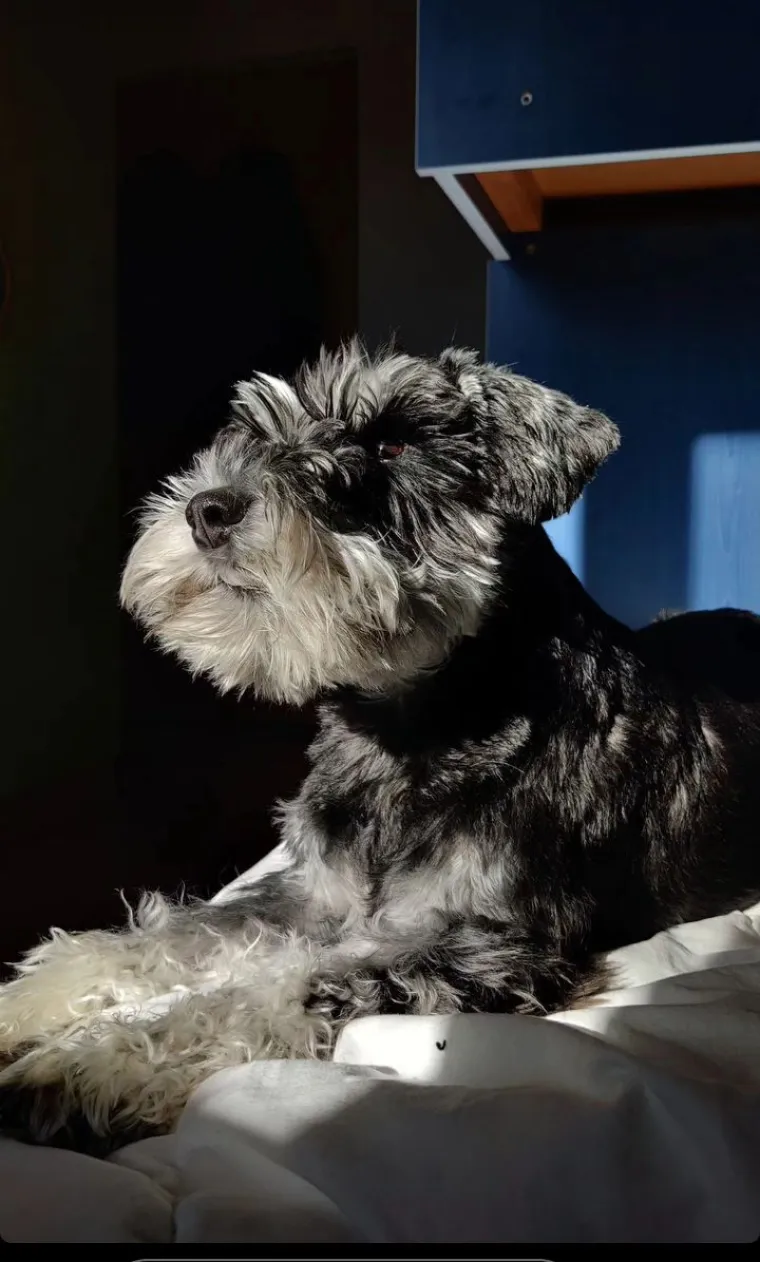 Mudri najbolji prijatelj: Va&scaron;i patuljasti &scaron;nauceri malo koga neće razveseliti