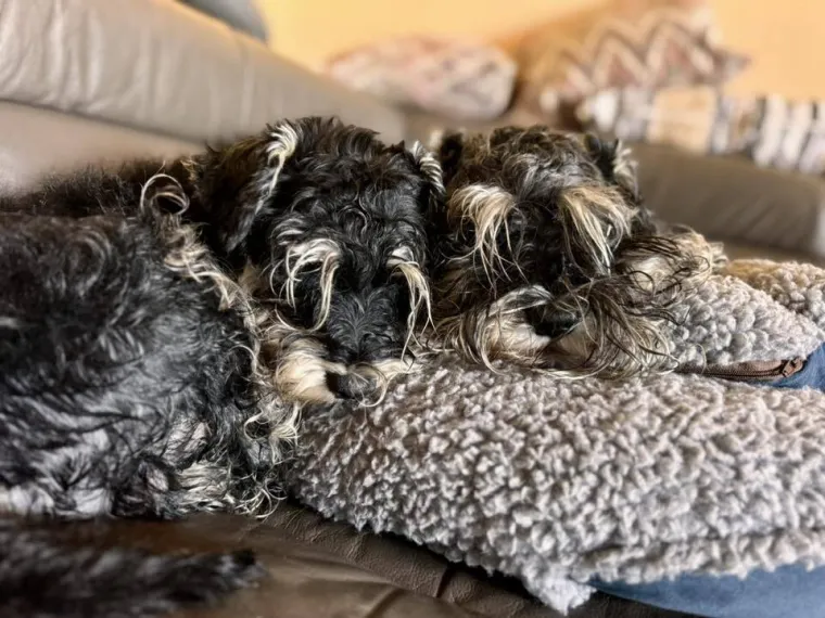 Mudri najbolji prijatelj: Va&scaron;i patuljasti &scaron;nauceri malo koga neće razveseliti