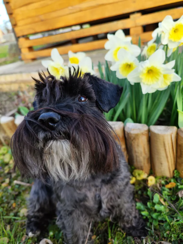 Mudri najbolji prijatelj: Va&scaron;i patuljasti &scaron;nauceri malo koga neće razveseliti