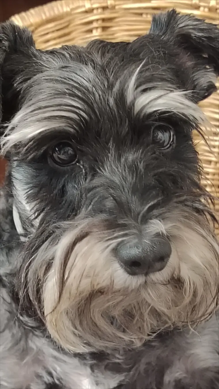 Mudri najbolji prijatelj: Va&scaron;i patuljasti &scaron;nauceri malo koga neće razveseliti