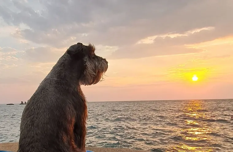 Mudri najbolji prijatelj: Va&scaron;i patuljasti &scaron;nauceri malo koga neće razveseliti