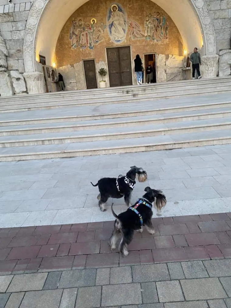 Mudri najbolji prijatelj: Va&scaron;i patuljasti &scaron;nauceri malo koga neće razveseliti
