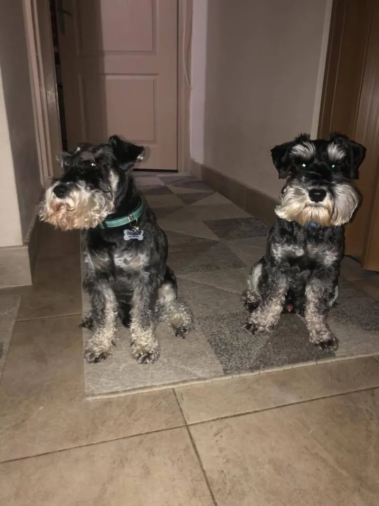 Mudri najbolji prijatelj: Va&scaron;i patuljasti &scaron;nauceri malo koga neće razveseliti