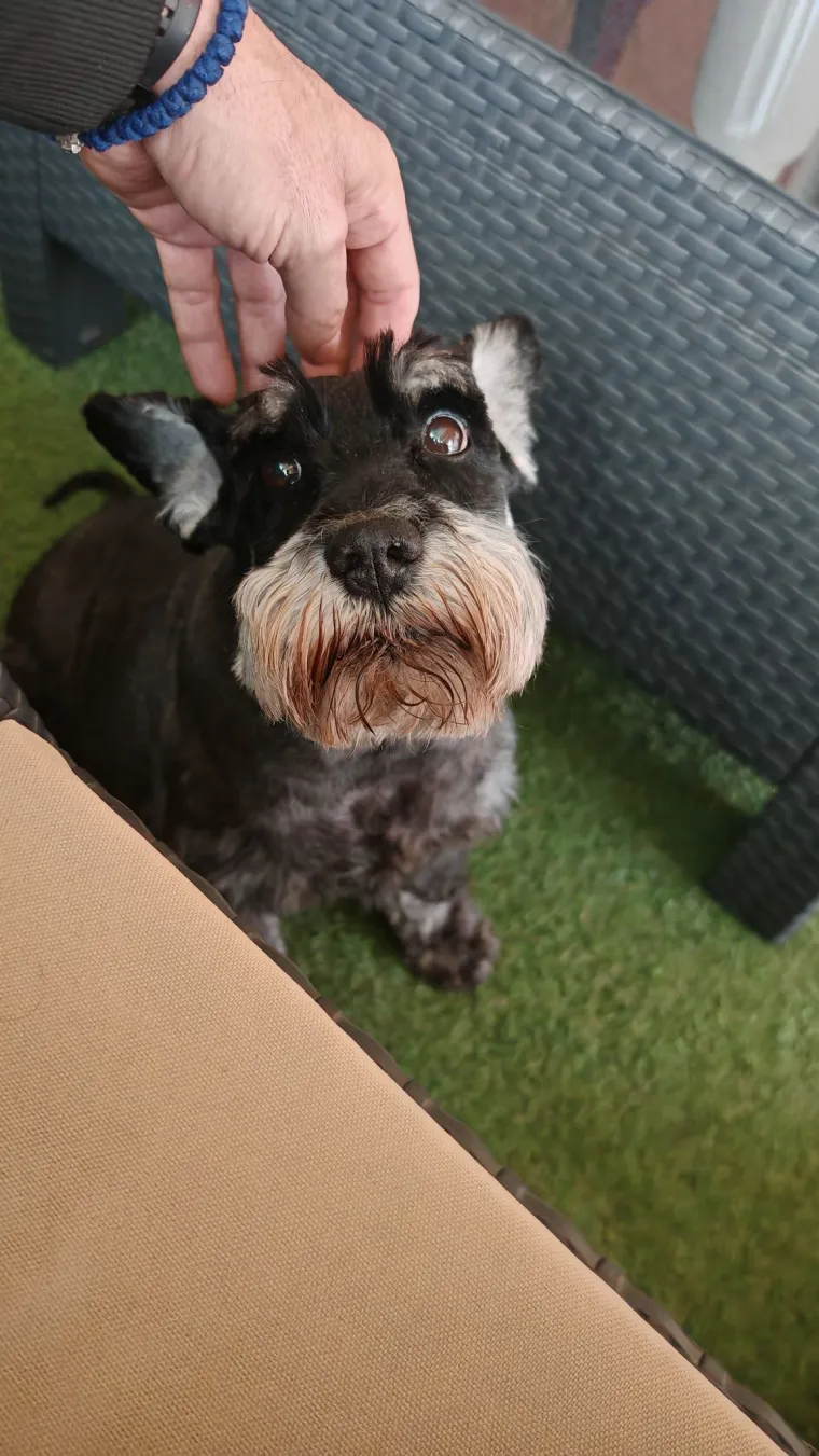 Mudri najbolji prijatelj: Va&scaron;i patuljasti &scaron;nauceri malo koga neće razveseliti