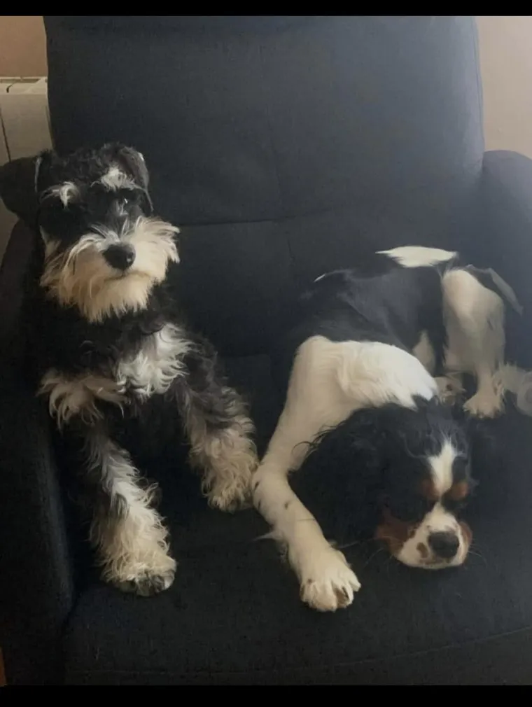 Mudri najbolji prijatelj: Va&scaron;i patuljasti &scaron;nauceri malo koga neće razveseliti