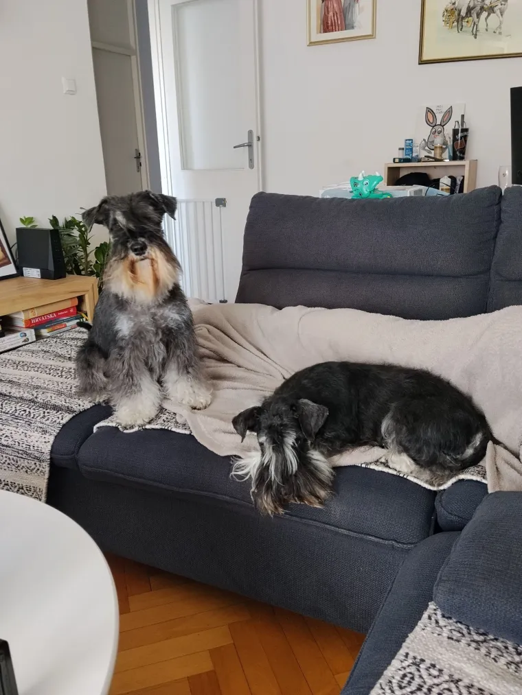 Mudri najbolji prijatelj: Va&scaron;i patuljasti &scaron;nauceri malo koga neće razveseliti