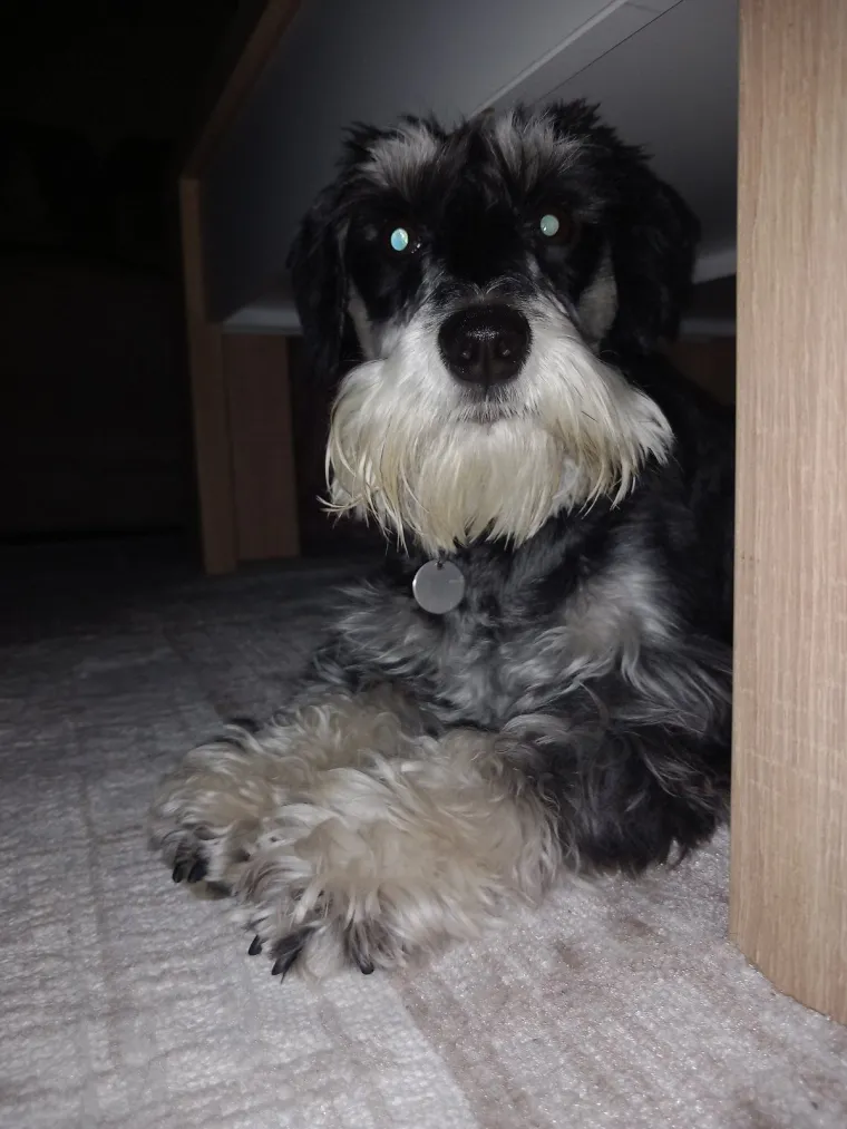 Mudri najbolji prijatelj: Va&scaron;i patuljasti &scaron;nauceri malo koga neće razveseliti