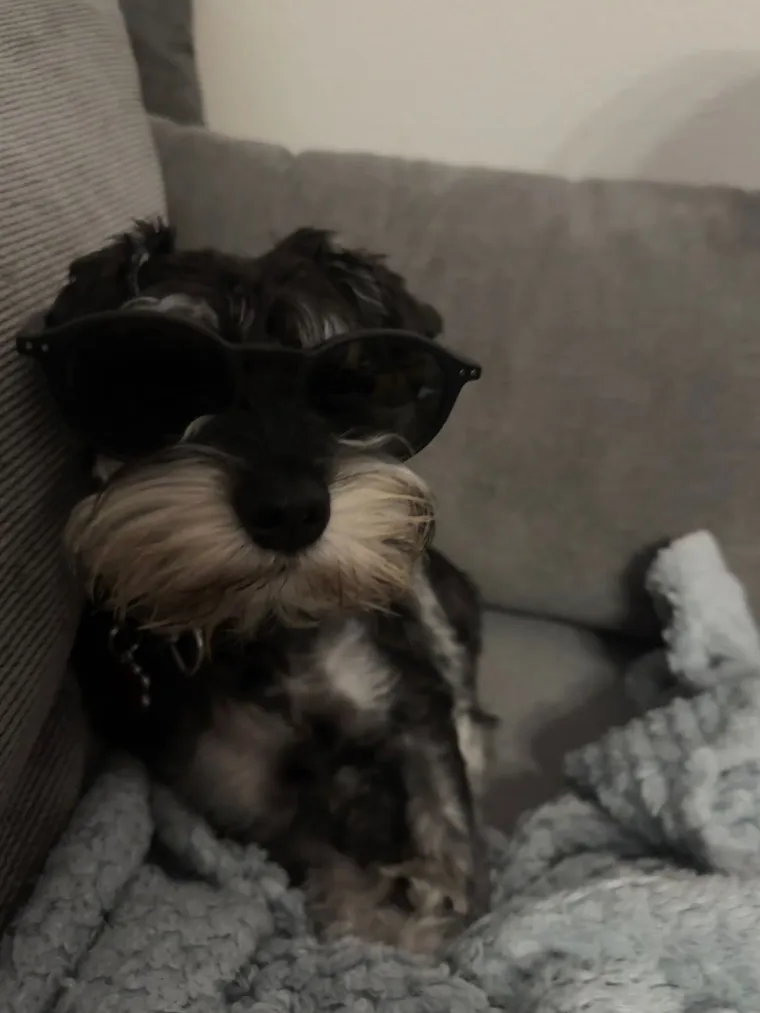 Mudri najbolji prijatelj: Va&scaron;i patuljasti &scaron;nauceri malo koga neće razveseliti