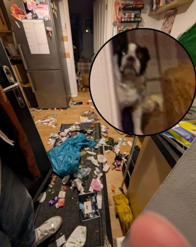 Ostavili pse na pet minuta, a oni uni&scaron;tili sve pred sobom: Njihove 'nevine' face su čisti urnebes