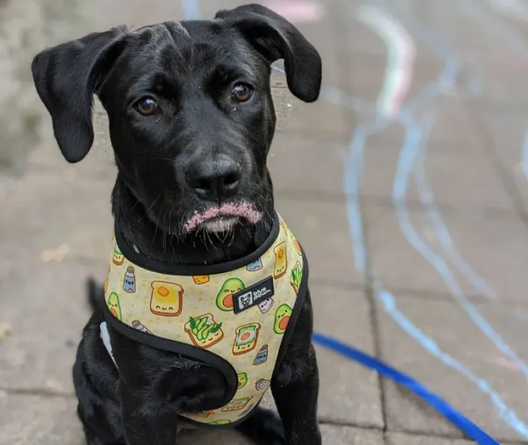 Ostavili pse na pet minuta, a oni uni&scaron;tili sve pred sobom: Njihove 'nevine' face su čisti urnebes