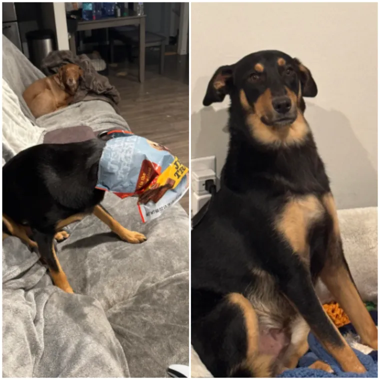 Ostavili pse na pet minuta, a oni uni&scaron;tili sve pred sobom: Njihove 'nevine' face su čisti urnebes